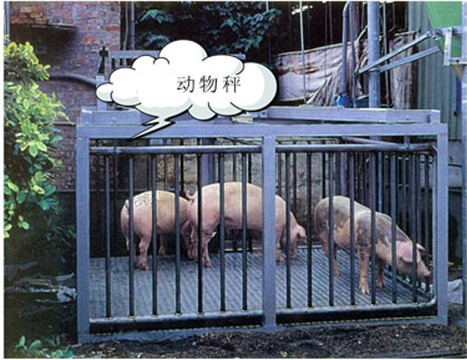 畜牧秤_畜牧秤價格_供應稱豬稱牛等動物專用畜牧秤(圖1) 畜牧秤